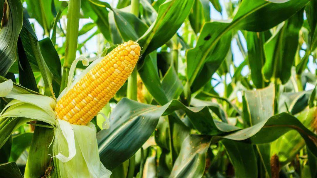 玉米栽培不是施肥越多越高产