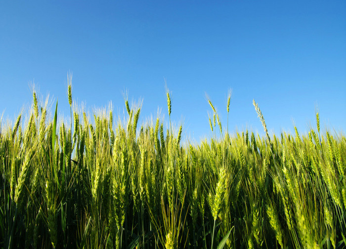 小麦种子繁育田间去杂技能关键