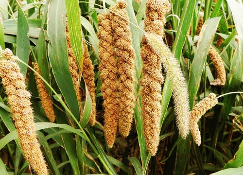 小米种植的环境友好与可持续发展