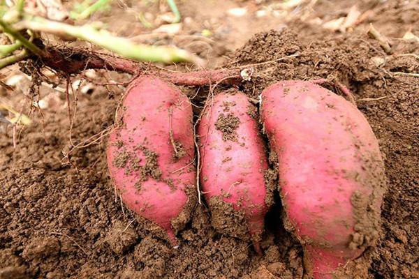 红薯后期是如何施肥的？