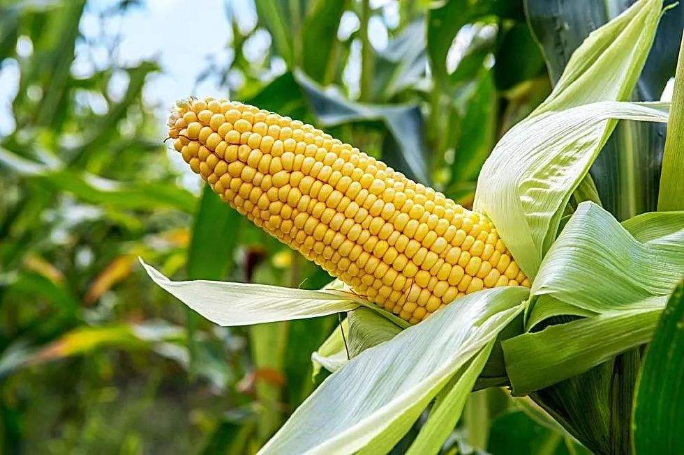 玉米种植技术与管理有哪些？