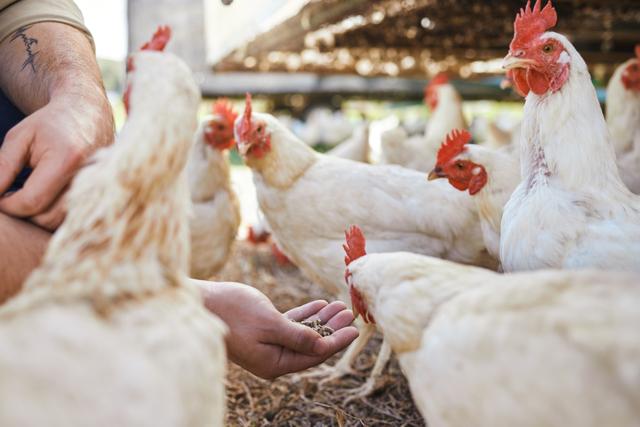 白羽鸡养殖的消费者需求与趋势