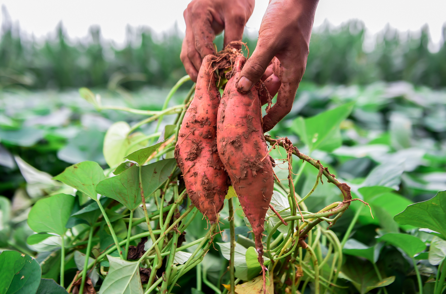 红薯种植的病虫害防治