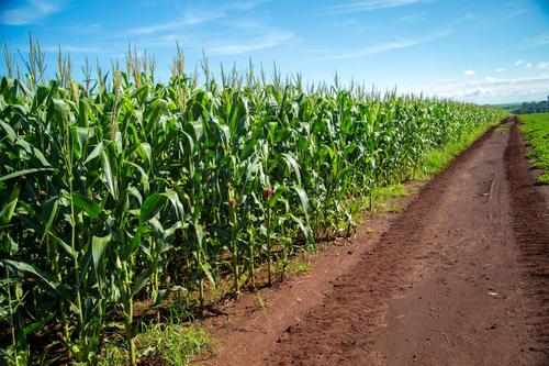 农业政策对玉米产业的影响