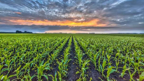 农业节水灌溉在玉米生产中的应用