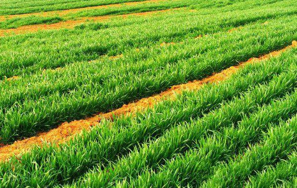 小麦种植的病虫害防治策略