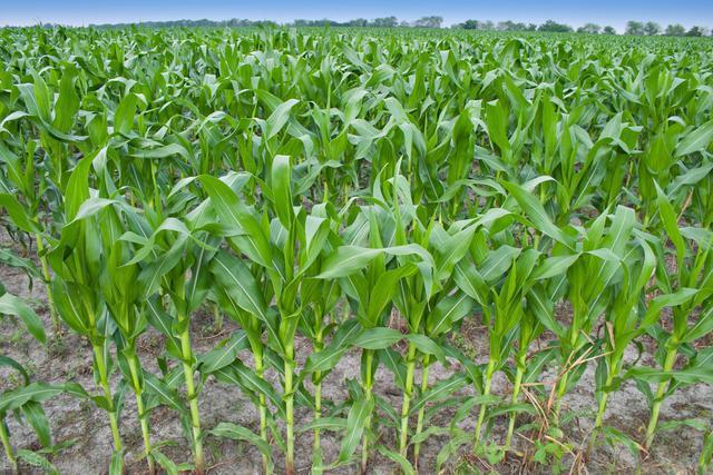 玉米种植技术：绿色生产与可持续发展