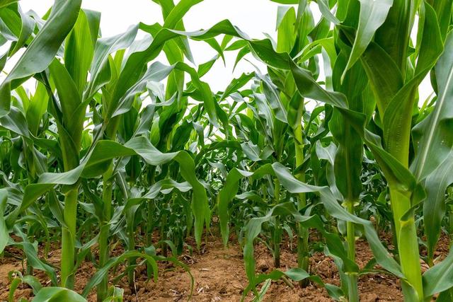 玉米种植技术：农业机械的选择与使用