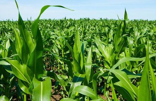 农业科技创新对玉米产业的贡献