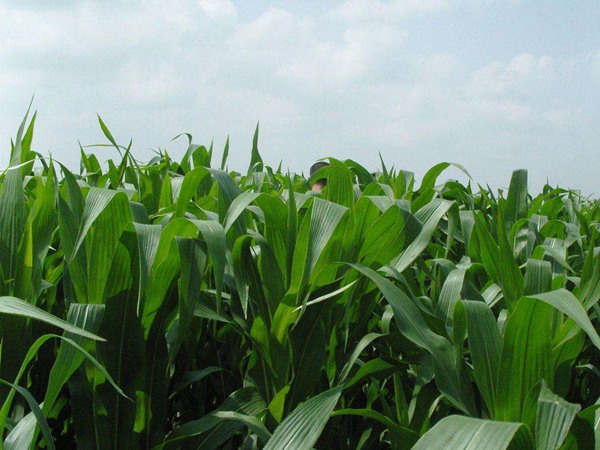 农业精准施肥在玉米生产中的应用